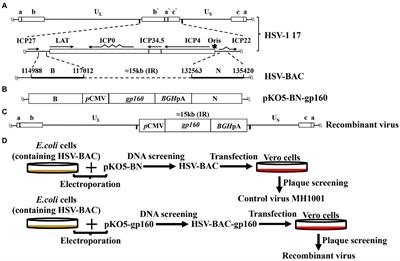 Response to HIV-1 gp160-carrying recombinant virus HSV-1 and HIV-1 VLP combined vaccine in BALB/c mice